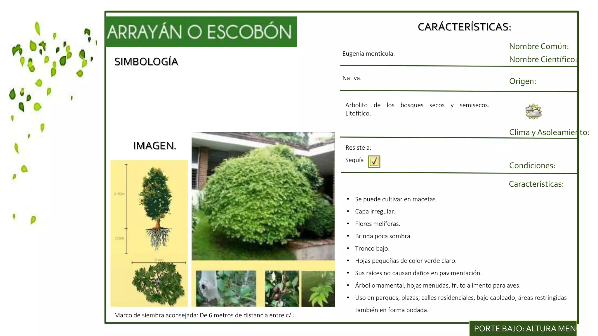 SIMBOLOGÍA
IMAGEN.
CARÁCTERÍSTICAS:
Nombre Común:
Nombre Científico:
Nativa.
Origen:
Clima y Asoleamiento:
Eugenia monticula.
Condiciones:
Características:
Resiste a:
Sequía
• Se puede cultivar en macetas.
• Capa irregular.
• Flores melíferas.
• Brinda poca sombra.
• Tronco bajo.
• Hojas pequeñas de color verde claro.
• Sus raíces no causan daños en pavimentación.
• Árbol ornamental, hojas menudas, fruto alimento para aves.
• Uso en parques, plazas, calles residenciales, bajo cableado, áreas restringidas
también en forma podada.
Marco de siembra aconsejada: De 6 metros de distancia entre c/u.
PORTE BAJO: ALTURA MENOR DE
Arbolito de los bosques secos y semisecos.
Litofitico.
 