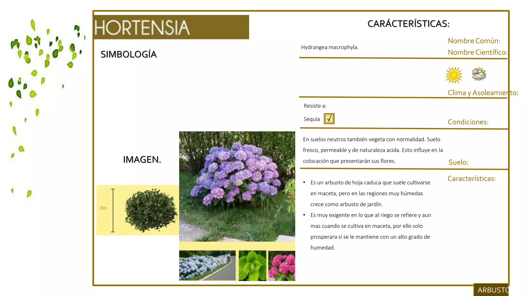 SIMBOLOGÍA
IMAGEN.
CARÁCTERÍSTICAS:
Nombre Común:
Nombre Científico:
Clima y Asoleamiento:
Hydrangea macrophyla.
Condiciones:
Suelo:
Resiste a:
Sequía
• Es un arbusto de hoja caduca que suele cultivarse
en maceta, pero en las regiones muy húmedas
crece como arbusto de jardín.
• Es muy exigente en lo que al riego se refiere y aun
mas cuando se cultiva en maceta, por ello solo
prosperara si se le mantiene con un alto grado de
humedad.
ARBUSTOS.
Características:
En suelos neutros también vegeta con normalidad. Suelo
fresco, permeable y de naturaleza acida. Esto influye en la
colocación que presentarán sus flores.
 