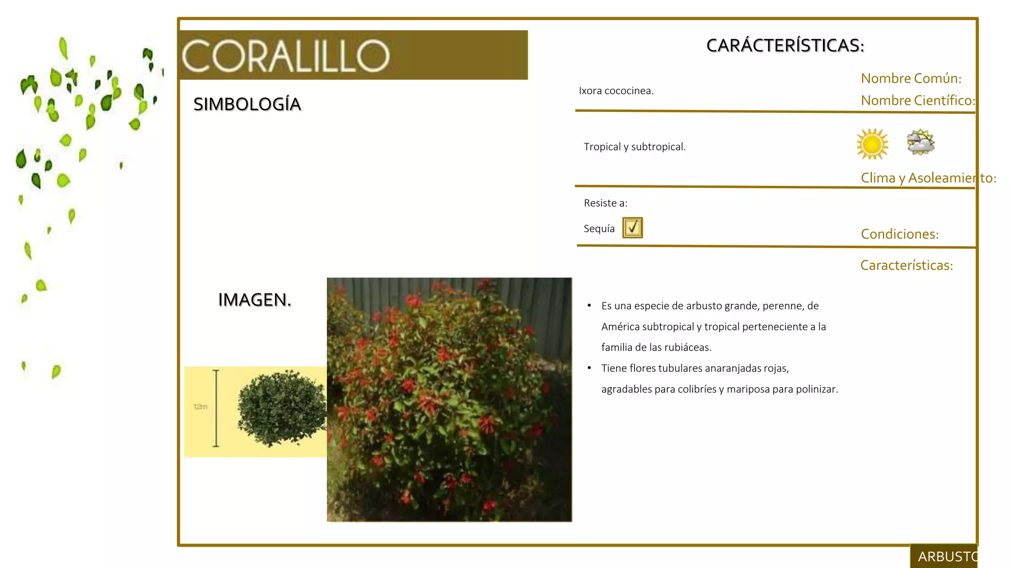 SIMBOLOGÍA
IMAGEN.
CARÁCTERÍSTICAS:
Nombre Común:
Nombre Científico:
Clima y Asoleamiento:
Ixora cococinea.
Condiciones:
Características:
Resiste a:
Sequía
• Es una especie de arbusto grande, perenne, de
América subtropical y tropical perteneciente a la
familia de las rubiáceas.
• Tiene flores tubulares anaranjadas rojas,
agradables para colibríes y mariposa para polinizar.
ARBUSTOS.
Tropical y subtropical.
 