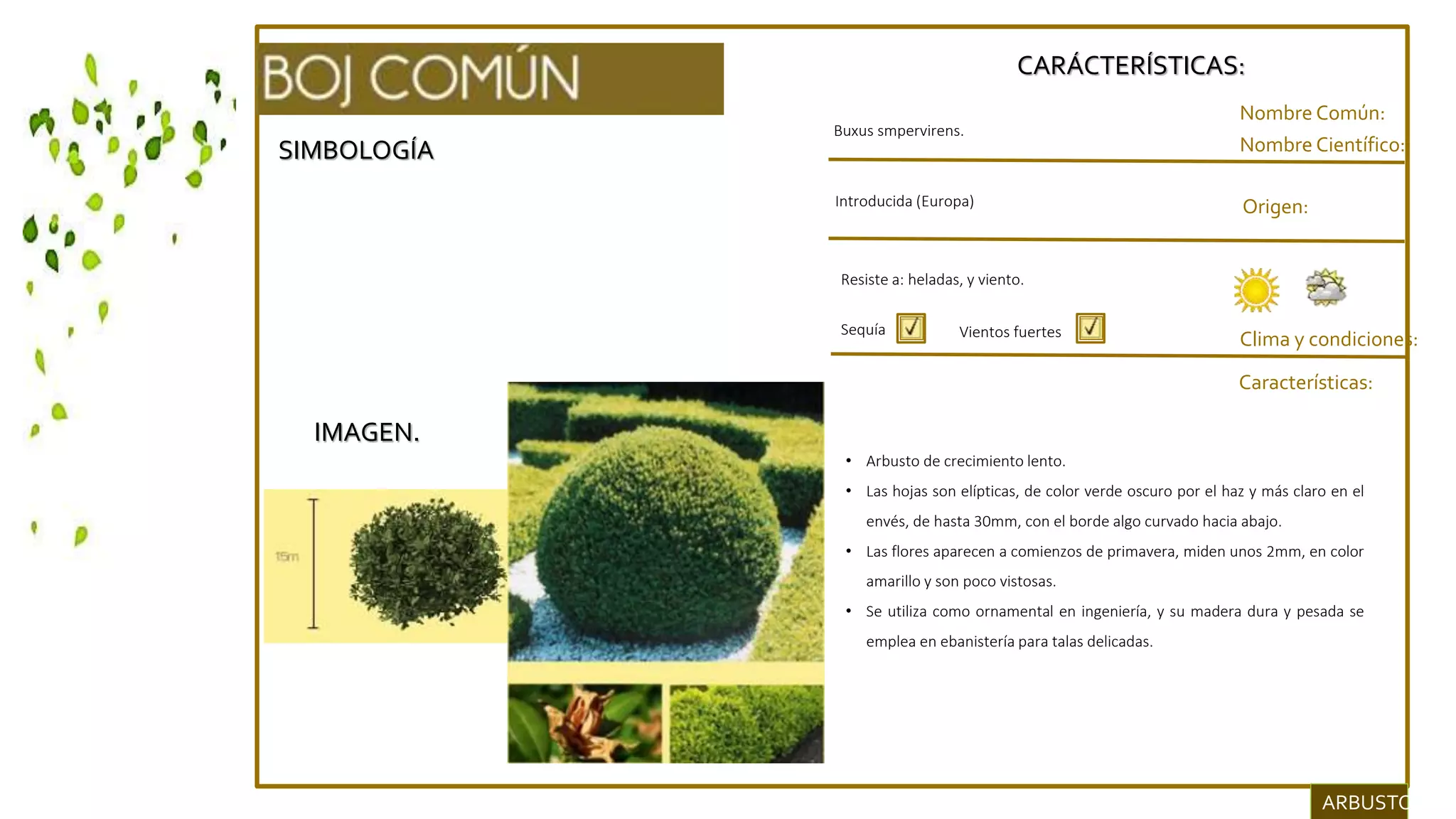 SIMBOLOGÍA
IMAGEN.
CARÁCTERÍSTICAS:
Nombre Común:
Nombre Científico:
Clima y condiciones:
Buxus smpervirens.
Origen:
Características:
Resiste a: heladas, y viento.
Sequía
• Arbusto de crecimiento lento.
• Las hojas son elípticas, de color verde oscuro por el haz y más claro en el
envés, de hasta 30mm, con el borde algo curvado hacia abajo.
• Las flores aparecen a comienzos de primavera, miden unos 2mm, en color
amarillo y son poco vistosas.
• Se utiliza como ornamental en ingeniería, y su madera dura y pesada se
emplea en ebanistería para talas delicadas.
ARBUSTOS.
Introducida (Europa)
Vientos fuertes
 