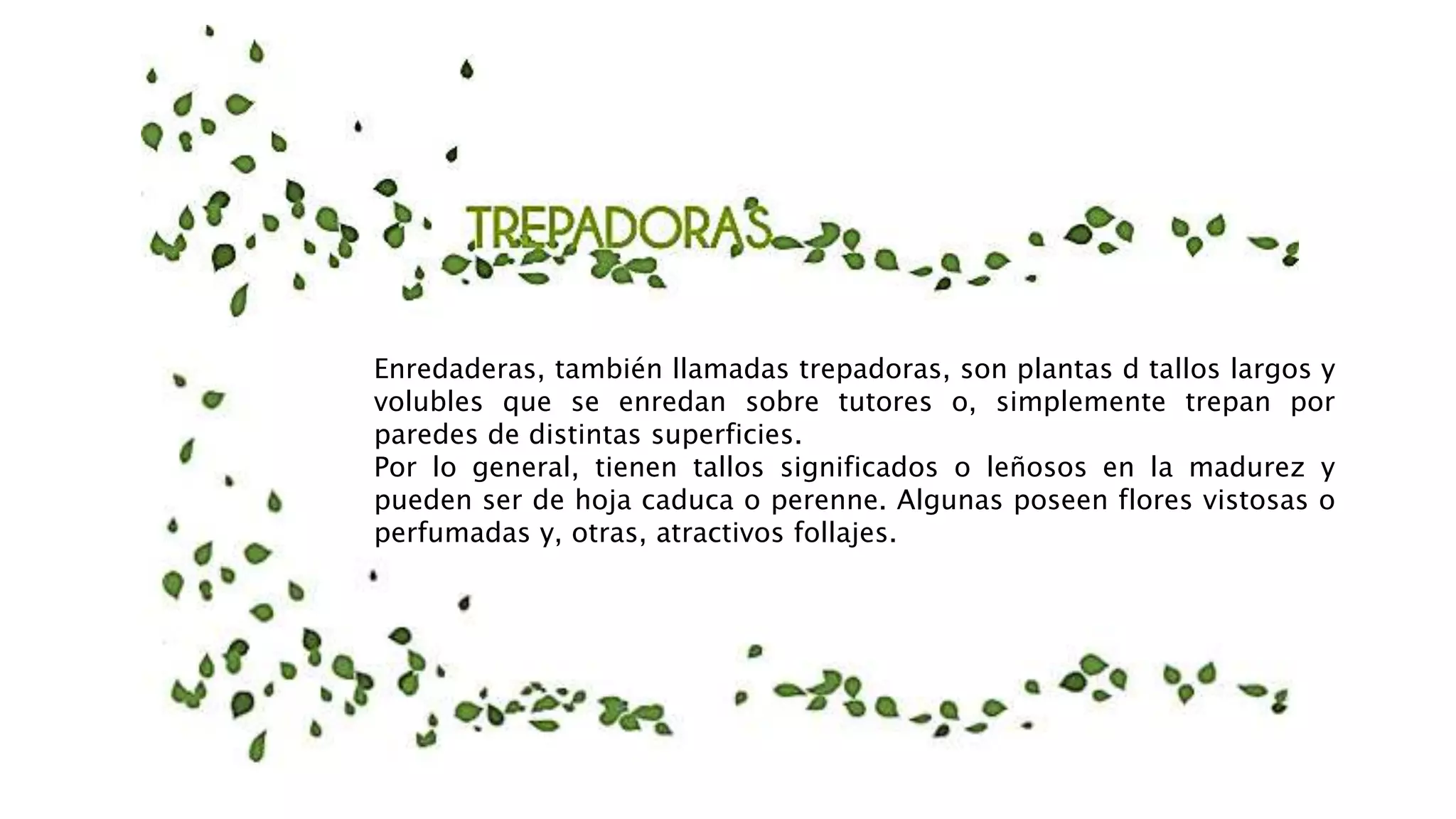 Enredaderas, también llamadas trepadoras, son plantas d tallos largos y
volubles que se enredan sobre tutores o, simplemente trepan por
paredes de distintas superficies.
Por lo general, tienen tallos significados o leñosos en la madurez y
pueden ser de hoja caduca o perenne. Algunas poseen flores vistosas o
perfumadas y, otras, atractivos follajes.
 