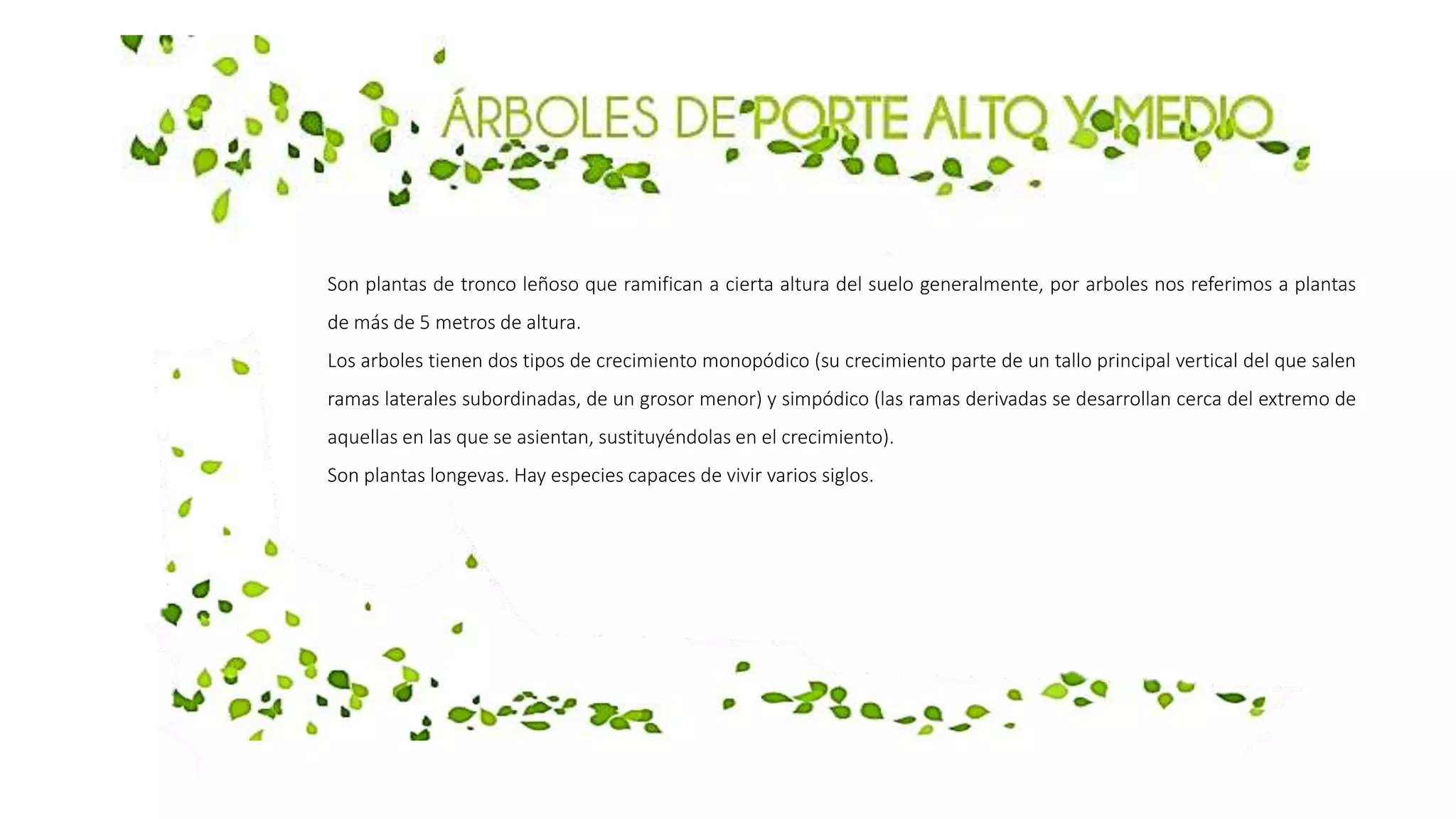 Son plantas de tronco leñoso que ramifican a cierta altura del suelo generalmente, por arboles nos referimos a plantas
de más de 5 metros de altura.
Los arboles tienen dos tipos de crecimiento monopódico (su crecimiento parte de un tallo principal vertical del que salen
ramas laterales subordinadas, de un grosor menor) y simpódico (las ramas derivadas se desarrollan cerca del extremo de
aquellas en las que se asientan, sustituyéndolas en el crecimiento).
Son plantas longevas. Hay especies capaces de vivir varios siglos.
 