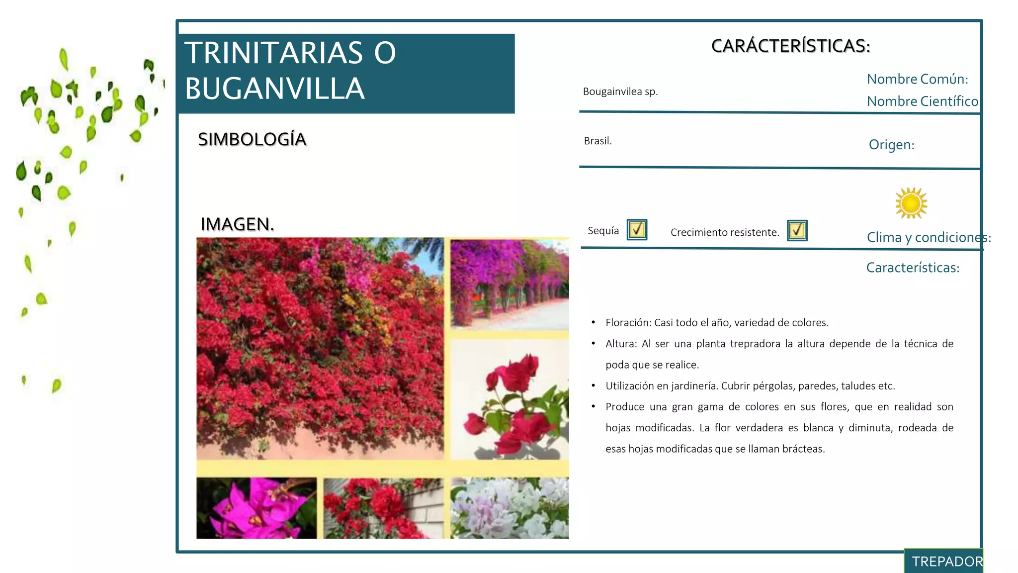 SIMBOLOGÍA
IMAGEN.
CARÁCTERÍSTICAS:
Nombre Común:
Nombre Científico:
Clima y condiciones:
Bougainvilea sp.
Origen:
Características:
Sequía
• Floración: Casi todo el año, variedad de colores.
• Altura: Al ser una planta trepradora la altura depende de la técnica de
poda que se realice.
• Utilización en jardinería. Cubrir pérgolas, paredes, taludes etc.
• Produce una gran gama de colores en sus flores, que en realidad son
hojas modificadas. La flor verdadera es blanca y diminuta, rodeada de
esas hojas modificadas que se llaman brácteas.
TREPADORAS.
Brasil.
Crecimiento resistente.
TRINITARIAS O
BUGANVILLA
 