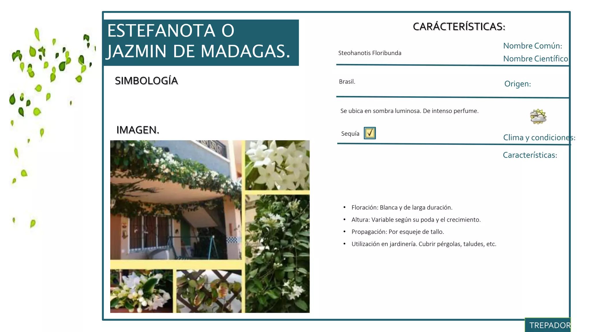 SIMBOLOGÍA
IMAGEN.
CARÁCTERÍSTICAS:
Nombre Común:
Nombre Científico:
Clima y condiciones:
Steohanotis Floribunda
Origen:
Características:
Sequía
• Floración: Blanca y de larga duración.
• Altura: Variable según su poda y el crecimiento.
• Propagación: Por esqueje de tallo.
• Utilización en jardinería. Cubrir pérgolas, taludes, etc.
TREPADORAS.
Brasil.
Se ubica en sombra luminosa. De intenso perfume.
ESTEFANOTA O
JAZMIN DE MADAGAS.
 