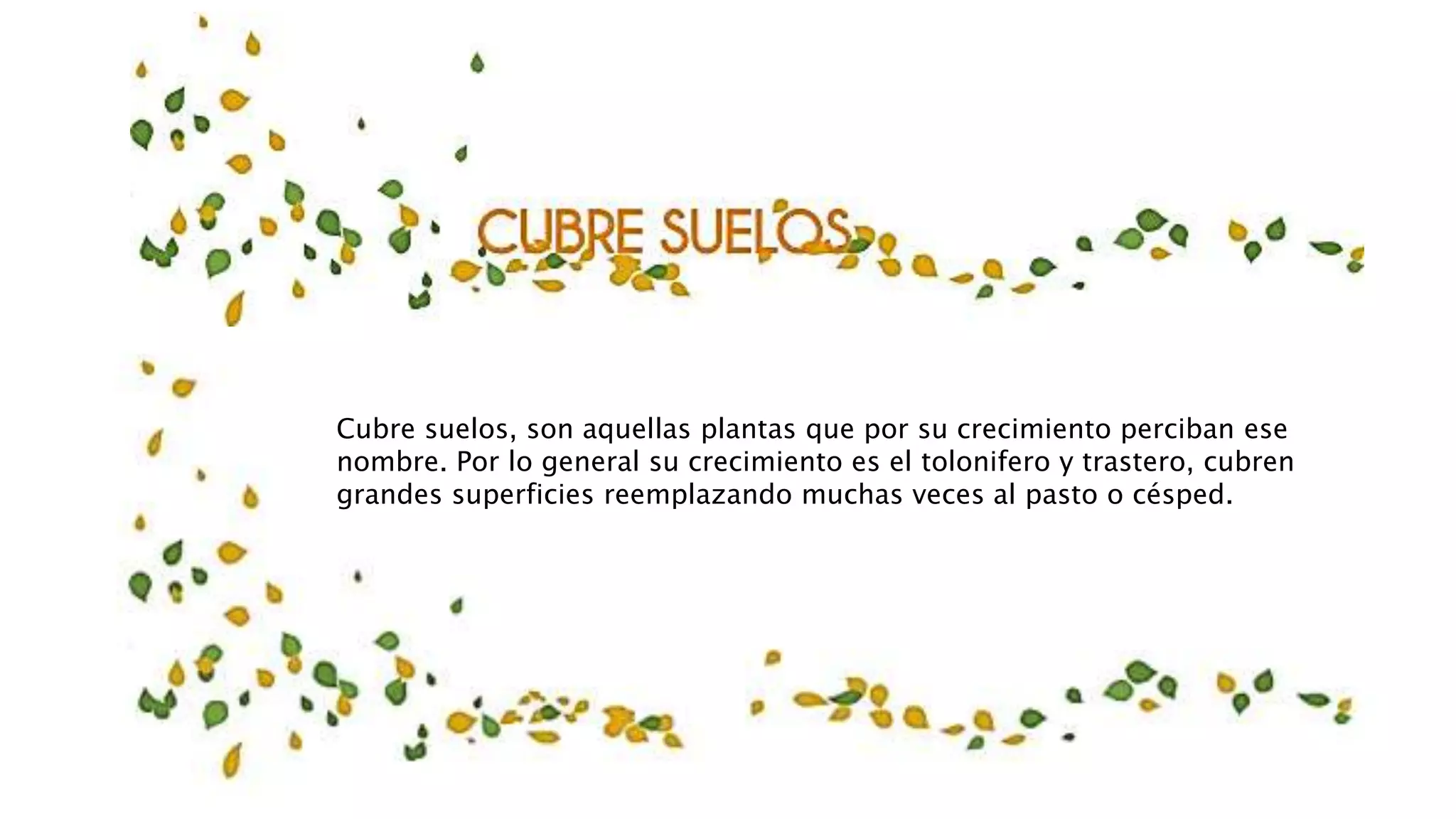 Cubre suelos, son aquellas plantas que por su crecimiento perciban ese
nombre. Por lo general su crecimiento es el tolonifero y trastero, cubren
grandes superficies reemplazando muchas veces al pasto o césped.
 
