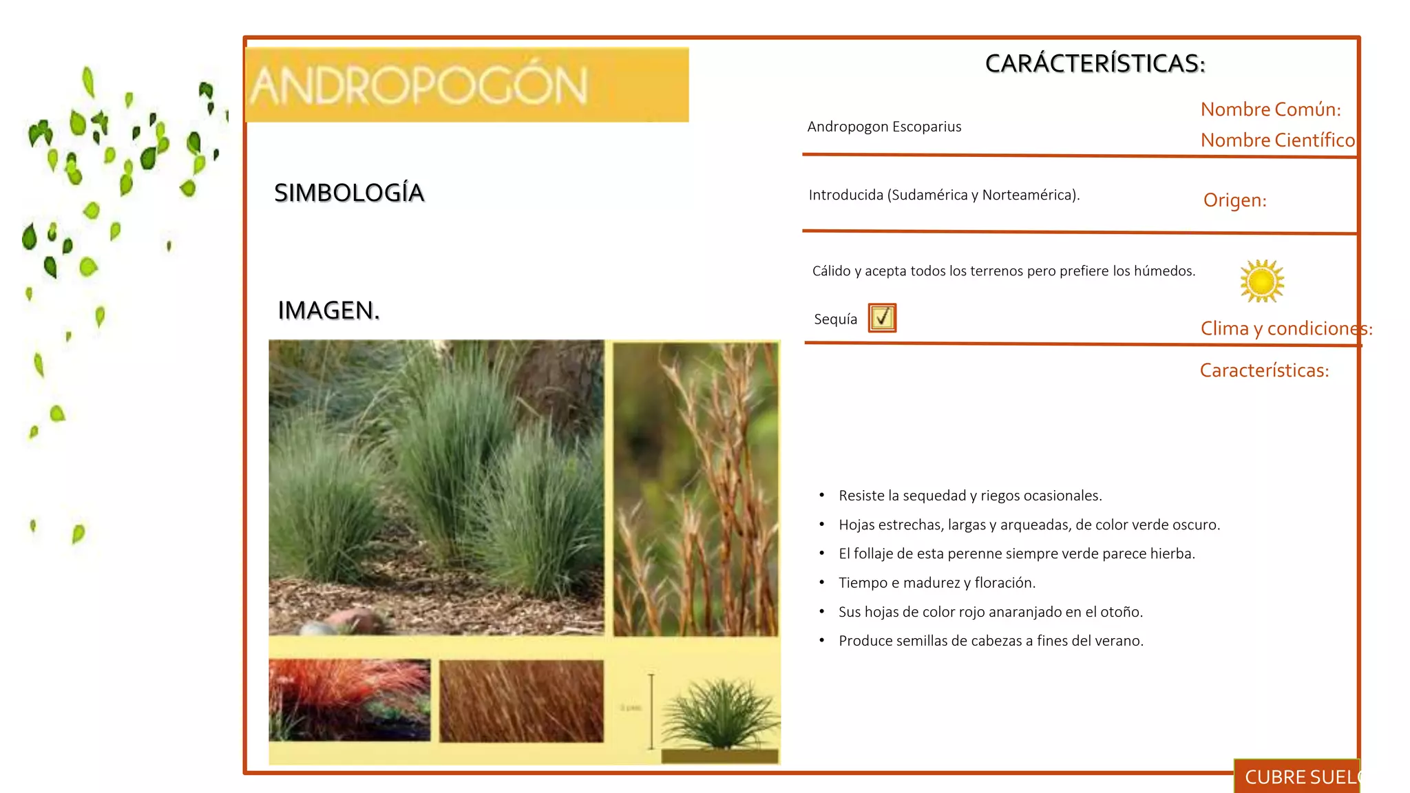 SIMBOLOGÍA
IMAGEN.
CARÁCTERÍSTICAS:
Nombre Común:
Nombre Científico:
Clima y condiciones:
Andropogon Escoparius
Origen:
Características:
Sequía
• Resiste la sequedad y riegos ocasionales.
• Hojas estrechas, largas y arqueadas, de color verde oscuro.
• El follaje de esta perenne siempre verde parece hierba.
• Tiempo e madurez y floración.
• Sus hojas de color rojo anaranjado en el otoño.
• Produce semillas de cabezas a fines del verano.
CUBRE SUELOS.
Introducida (Sudamérica y Norteamérica).
Cálido y acepta todos los terrenos pero prefiere los húmedos.
 
