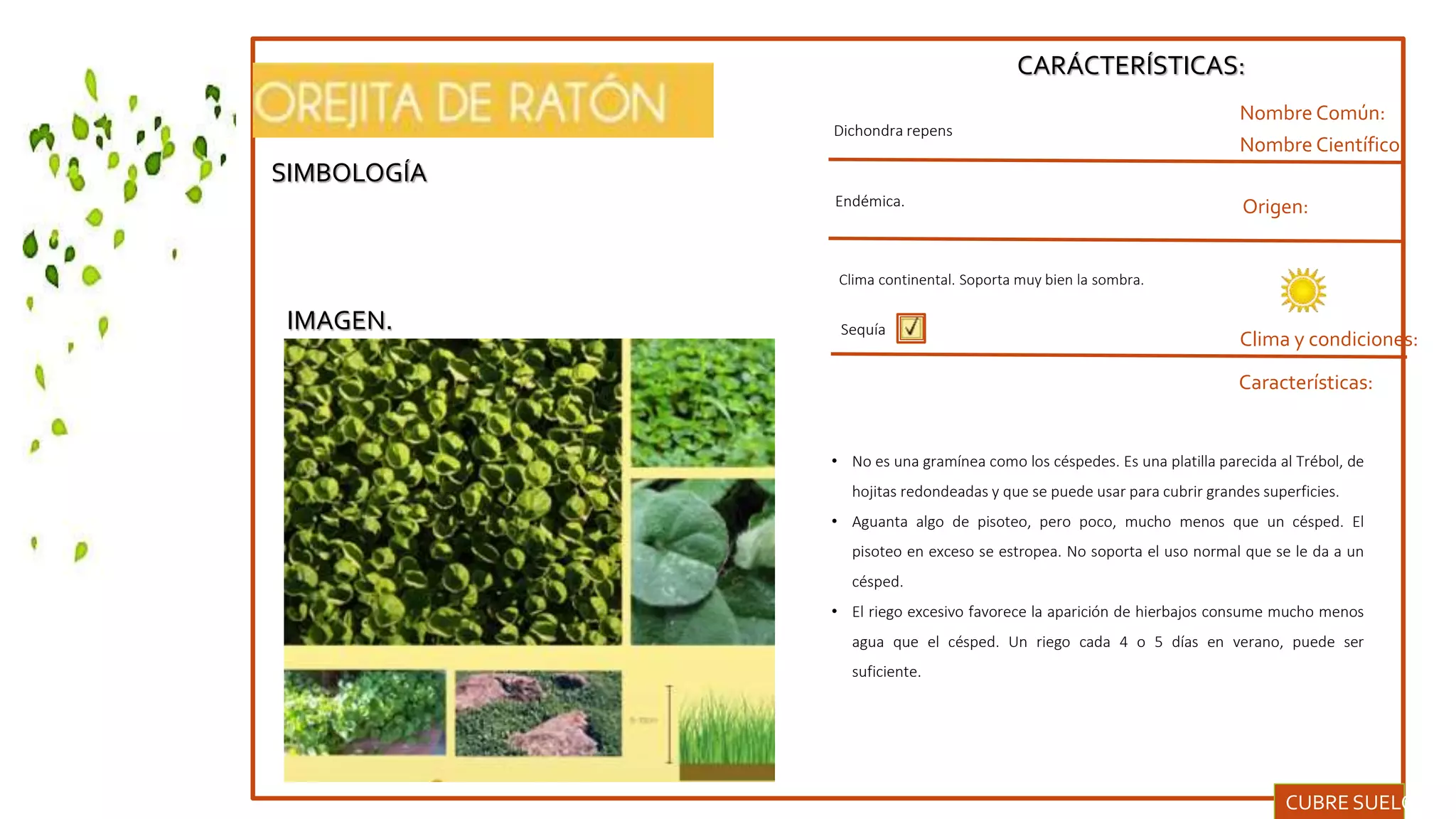 SIMBOLOGÍA
IMAGEN.
CARÁCTERÍSTICAS:
Nombre Común:
Nombre Científico:
Clima y condiciones:
Dichondra repens
Origen:
Características:
Sequía
• No es una gramínea como los céspedes. Es una platilla parecida al Trébol, de
hojitas redondeadas y que se puede usar para cubrir grandes superficies.
• Aguanta algo de pisoteo, pero poco, mucho menos que un césped. El
pisoteo en exceso se estropea. No soporta el uso normal que se le da a un
césped.
• El riego excesivo favorece la aparición de hierbajos consume mucho menos
agua que el césped. Un riego cada 4 o 5 días en verano, puede ser
suficiente.
CUBRE SUELOS.
Endémica.
Clima continental. Soporta muy bien la sombra.
 