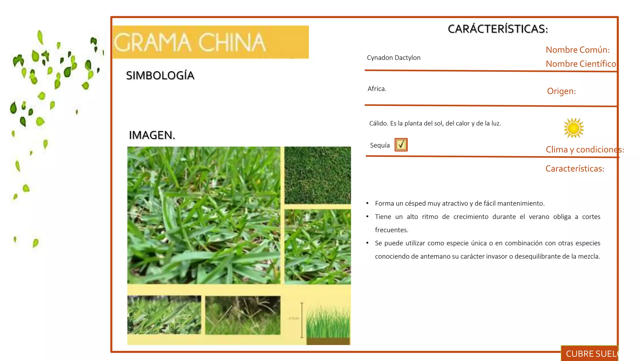 SIMBOLOGÍA
IMAGEN.
CARÁCTERÍSTICAS:
Nombre Común:
Nombre Científico:
Clima y condiciones:
Cynadon Dactylon
Origen:
Características:
Sequía
• Forma un césped muy atractivo y de fácil mantenimiento.
• Tiene un alto ritmo de crecimiento durante el verano obliga a cortes
frecuentes.
• Se puede utilizar como especie única o en combinación con otras especies
conociendo de antemano su carácter invasor o desequilibrante de la mezcla.
CUBRE SUELOS.
Africa.
Cálido. Es la planta del sol, del calor y de la luz.
 
