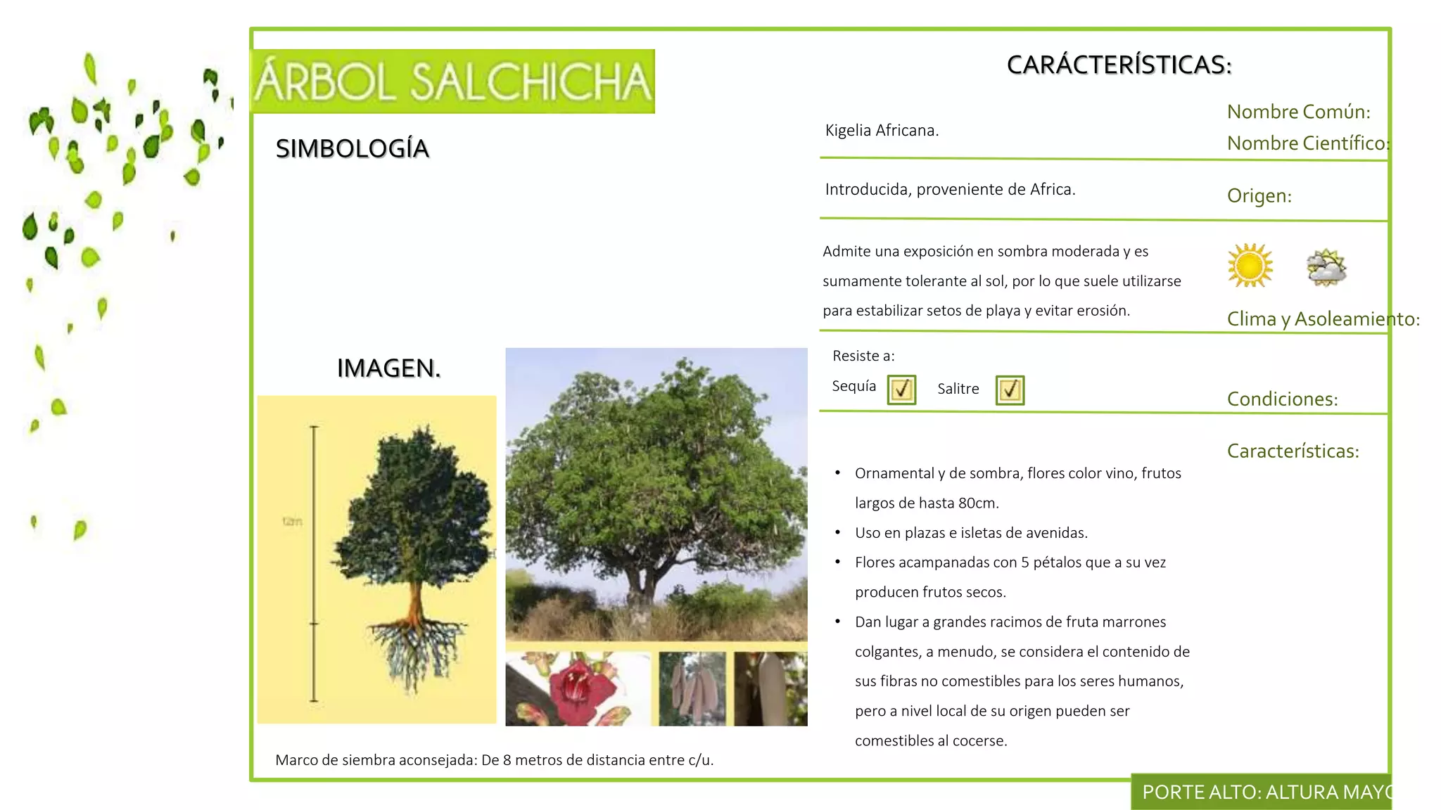 SIMBOLOGÍA
IMAGEN.
CARÁCTERÍSTICAS:
Nombre Común:
Nombre Científico:
Introducida, proveniente de Africa. Origen:
Clima y Asoleamiento:
Kigelia Africana.
Admite una exposición en sombra moderada y es
sumamente tolerante al sol, por lo que suele utilizarse
para estabilizar setos de playa y evitar erosión.
Condiciones:
Características:
Resiste a:
Sequía Salitre
• Ornamental y de sombra, flores color vino, frutos
largos de hasta 80cm.
• Uso en plazas e isletas de avenidas.
• Flores acampanadas con 5 pétalos que a su vez
producen frutos secos.
• Dan lugar a grandes racimos de fruta marrones
colgantes, a menudo, se considera el contenido de
sus fibras no comestibles para los seres humanos,
pero a nivel local de su origen pueden ser
comestibles al cocerse.
Marco de siembra aconsejada: De 8 metros de distancia entre c/u.
PORTEALTO:ALTURA MAYOR DE
 