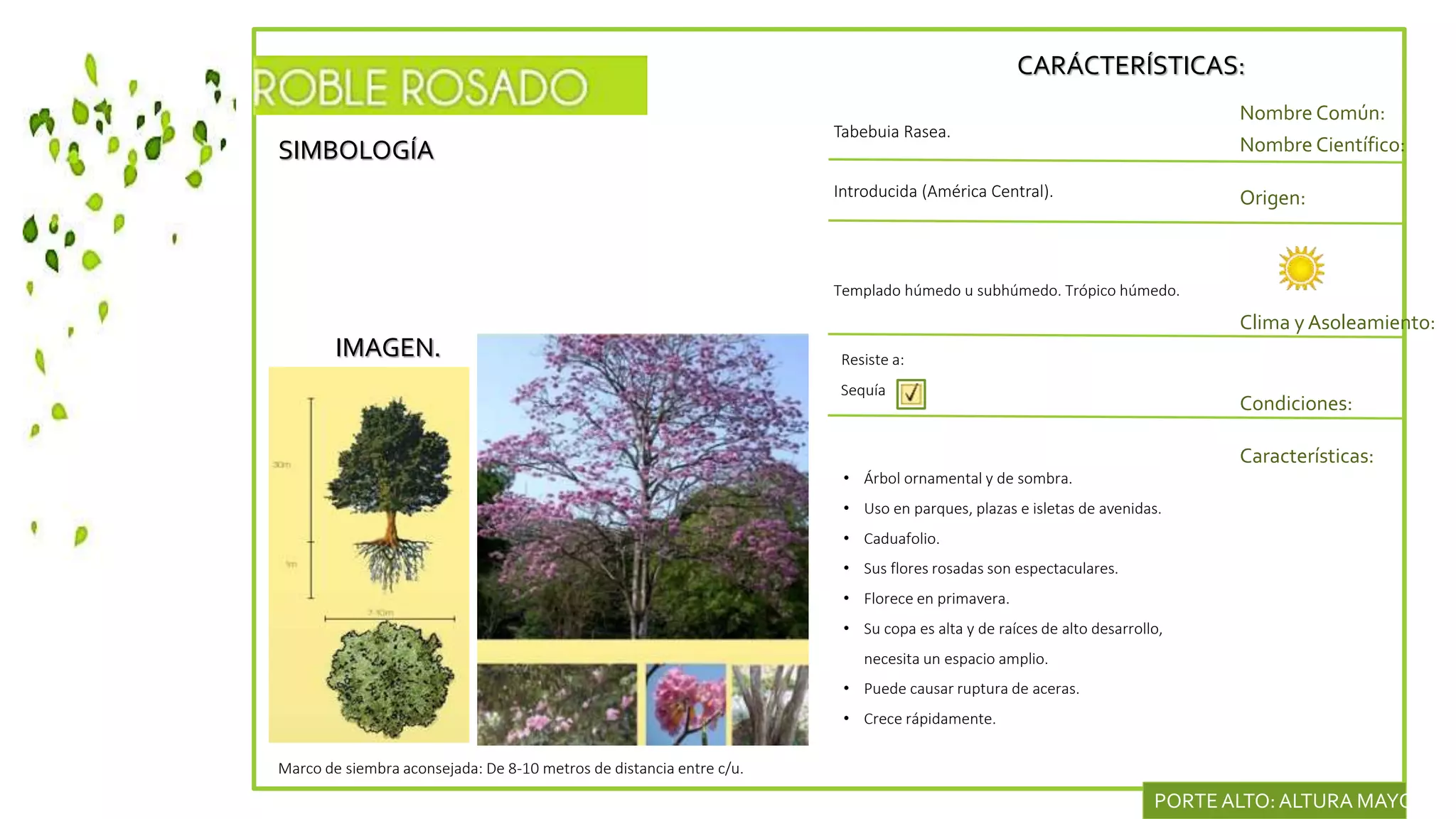 SIMBOLOGÍA
IMAGEN.
CARÁCTERÍSTICAS:
Nombre Común:
Nombre Científico:
Introducida (América Central). Origen:
Clima y Asoleamiento:
Tabebuia Rasea.
Templado húmedo u subhúmedo. Trópico húmedo.
Condiciones:
Características:
Resiste a:
Sequía
• Árbol ornamental y de sombra.
• Uso en parques, plazas e isletas de avenidas.
• Caduafolio.
• Sus flores rosadas son espectaculares.
• Florece en primavera.
• Su copa es alta y de raíces de alto desarrollo,
necesita un espacio amplio.
• Puede causar ruptura de aceras.
• Crece rápidamente.
Marco de siembra aconsejada: De 8-10 metros de distancia entre c/u.
PORTEALTO:ALTURA MAYOR DE
 