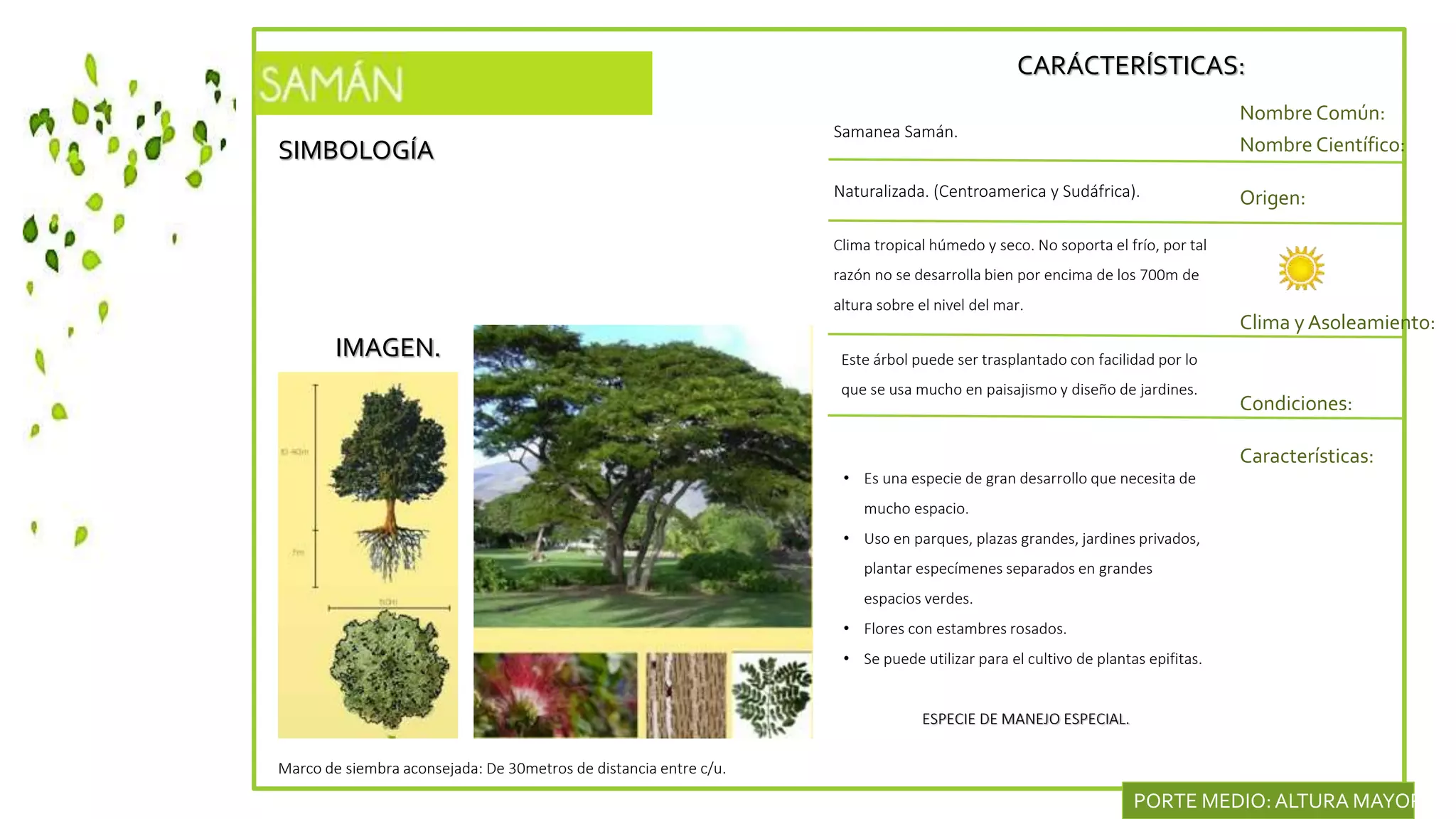 SIMBOLOGÍA
IMAGEN.
CARÁCTERÍSTICAS:
Nombre Común:
Nombre Científico:
Naturalizada. (Centroamerica y Sudáfrica). Origen:
Clima y Asoleamiento:
Samanea Samán.
Clima tropical húmedo y seco. No soporta el frío, por tal
razón no se desarrolla bien por encima de los 700m de
altura sobre el nivel del mar.
Condiciones:
Características:
Este árbol puede ser trasplantado con facilidad por lo
que se usa mucho en paisajismo y diseño de jardines.
• Es una especie de gran desarrollo que necesita de
mucho espacio.
• Uso en parques, plazas grandes, jardines privados,
plantar especímenes separados en grandes
espacios verdes.
• Flores con estambres rosados.
• Se puede utilizar para el cultivo de plantas epifitas.
ESPECIE DE MANEJO ESPECIAL.
Marco de siembra aconsejada: De 30metros de distancia entre c/u.
PORTE MEDIO:ALTURA MAYOR DE
 
