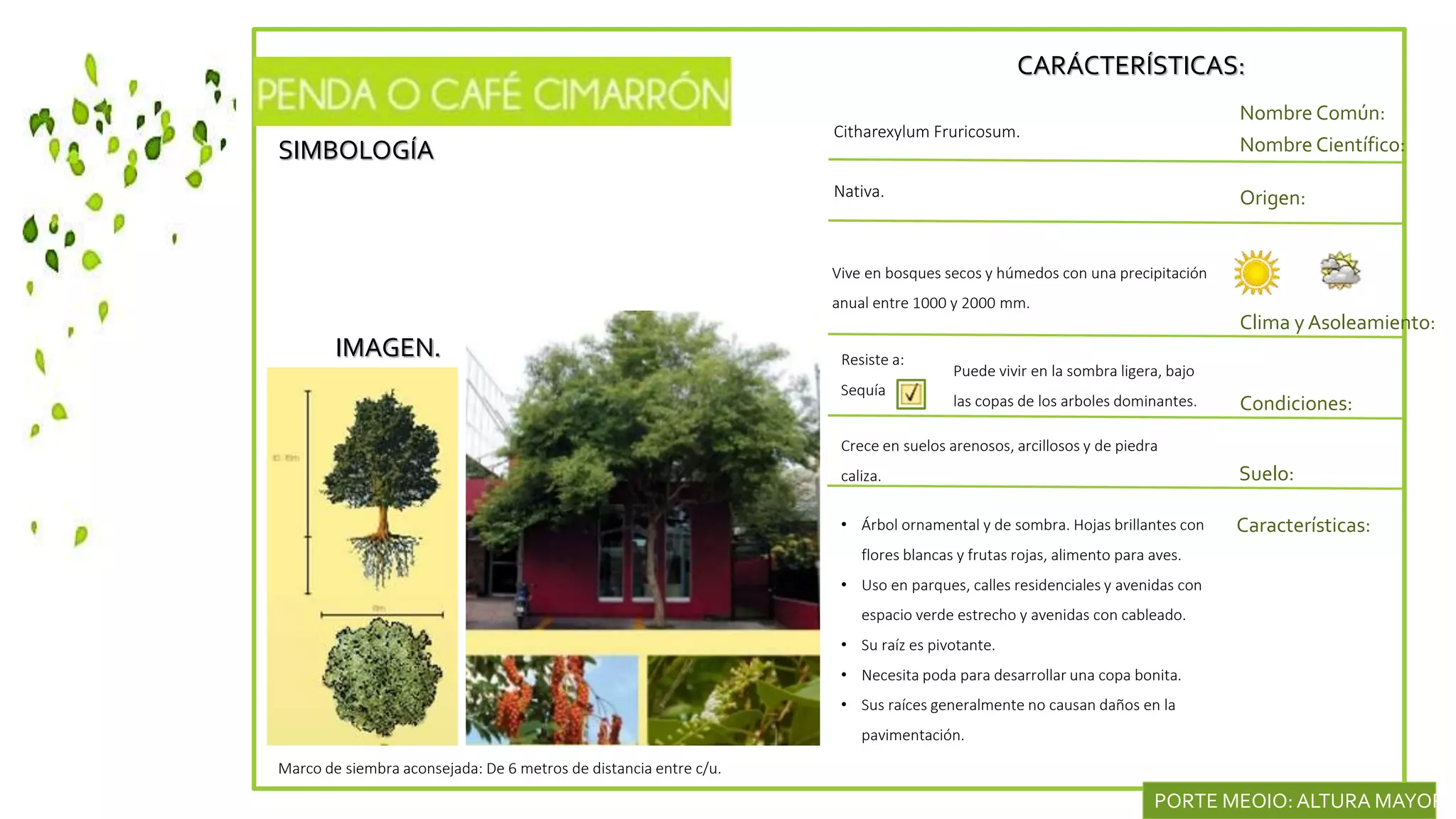 SIMBOLOGÍA
IMAGEN.
CARÁCTERÍSTICAS:
Nombre Común:
Nombre Científico:
Nativa. Origen:
Clima y Asoleamiento:
Citharexylum Fruricosum.
Vive en bosques secos y húmedos con una precipitación
anual entre 1000 y 2000 mm.
Condiciones:
Características:
Resiste a:
Sequía
• Árbol ornamental y de sombra. Hojas brillantes con
flores blancas y frutas rojas, alimento para aves.
• Uso en parques, calles residenciales y avenidas con
espacio verde estrecho y avenidas con cableado.
• Su raíz es pivotante.
• Necesita poda para desarrollar una copa bonita.
• Sus raíces generalmente no causan daños en la
pavimentación.
Marco de siembra aconsejada: De 6 metros de distancia entre c/u.
PORTE MEOIO: ALTURA MAYOR D
Puede vivir en la sombra ligera, bajo
las copas de los arboles dominantes.
Suelo:
Crece en suelos arenosos, arcillosos y de piedra
caliza.
 