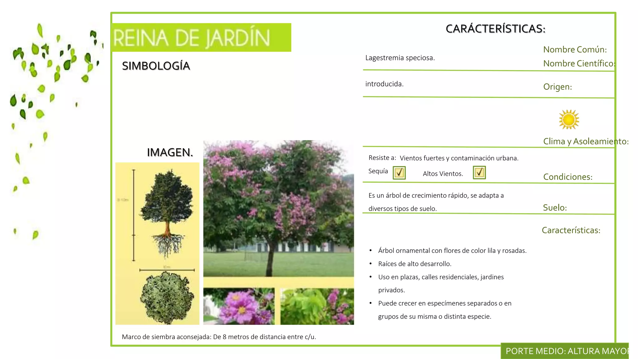 SIMBOLOGÍA
IMAGEN.
CARÁCTERÍSTICAS:
Nombre Común:
Nombre Científico:
introducida. Origen:
Clima y Asoleamiento:
Lagestremia speciosa.
Condiciones:
Características:
Resiste a:
Sequía
• Árbol ornamental con flores de color lila y rosadas.
• Raíces de alto desarrollo.
• Uso en plazas, calles residenciales, jardines
privados.
• Puede crecer en especímenes separados o en
grupos de su misma o distinta especie.
Marco de siembra aconsejada: De 8 metros de distancia entre c/u.
PORTE MEDIO:ALTURA MAYOR D
Vientos fuertes y contaminación urbana.
Suelo:
Es un árbol de crecimiento rápido, se adapta a
diversos tipos de suelo.
Altos Vientos.
 