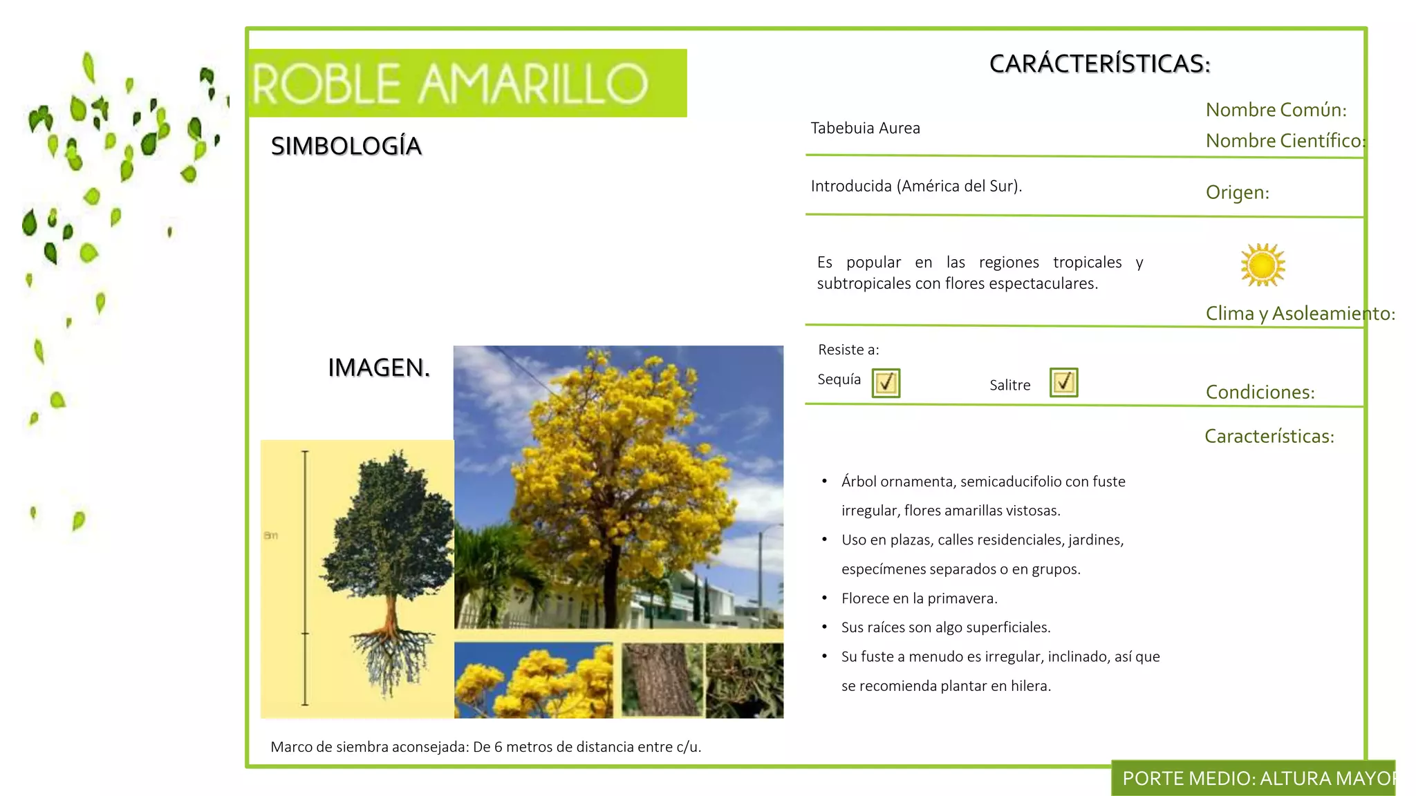 SIMBOLOGÍA
IMAGEN.
CARÁCTERÍSTICAS:
Nombre Común:
Nombre Científico:
Introducida (América del Sur). Origen:
Clima y Asoleamiento:
Tabebuia Aurea
Condiciones:
Características:
Resiste a:
Sequía
• Árbol ornamenta, semicaducifolio con fuste
irregular, flores amarillas vistosas.
• Uso en plazas, calles residenciales, jardines,
especímenes separados o en grupos.
• Florece en la primavera.
• Sus raíces son algo superficiales.
• Su fuste a menudo es irregular, inclinado, así que
se recomienda plantar en hilera.
Marco de siembra aconsejada: De 6 metros de distancia entre c/u.
PORTE MEDIO:ALTURA MAYOR D
Salitre
Es popular en las regiones tropicales y
subtropicales con flores espectaculares.
 