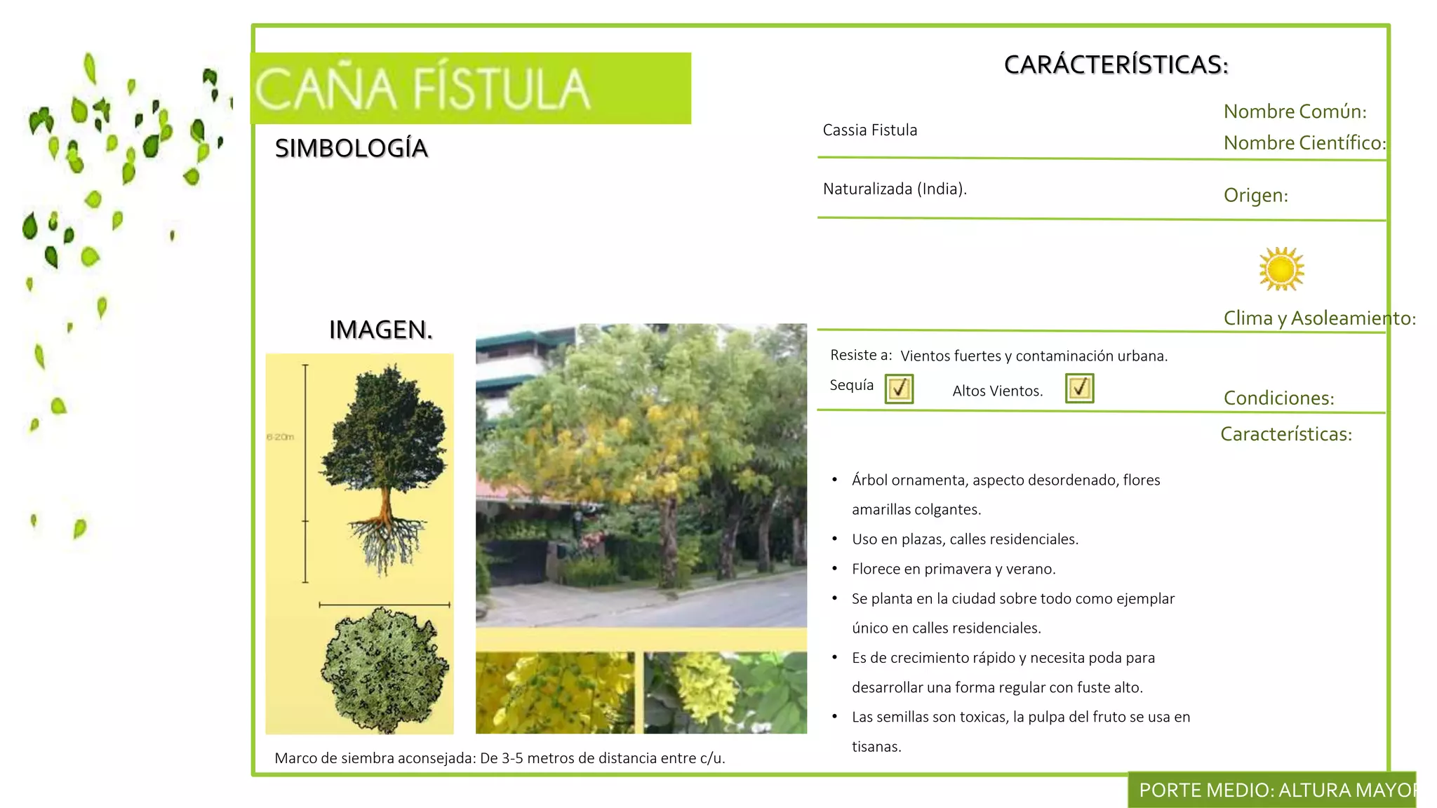 SIMBOLOGÍA
IMAGEN.
CARÁCTERÍSTICAS:
Nombre Común:
Nombre Científico:
Naturalizada (India). Origen:
Clima y Asoleamiento:
Cassia Fistula
Condiciones:
Características:
Resiste a:
Sequía
• Árbol ornamenta, aspecto desordenado, flores
amarillas colgantes.
• Uso en plazas, calles residenciales.
• Florece en primavera y verano.
• Se planta en la ciudad sobre todo como ejemplar
único en calles residenciales.
• Es de crecimiento rápido y necesita poda para
desarrollar una forma regular con fuste alto.
• Las semillas son toxicas, la pulpa del fruto se usa en
tisanas.
Marco de siembra aconsejada: De 3-5 metros de distancia entre c/u.
PORTE MEDIO:ALTURA MAYOR D
Vientos fuertes y contaminación urbana.
Altos Vientos.
 