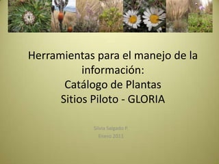 Herramientas para el manejo de la información:Catálogo de PlantasSitios Piloto - GLORIA Silvia Salgado P. Enero 2011 