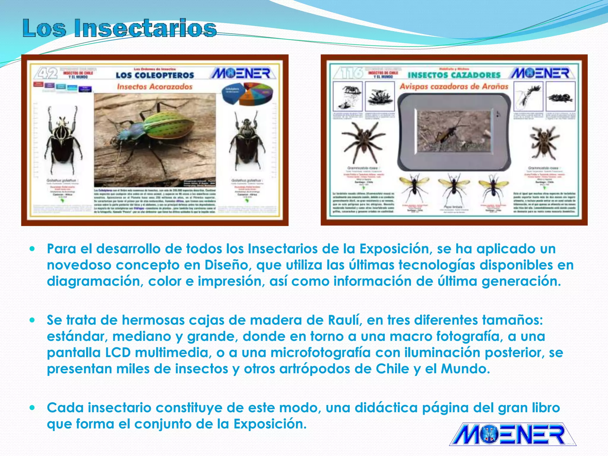 Catálogo general exposición insectos de chile y el mundo | PDF