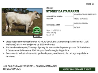 ANINO MN DA PEREIRA (GEMEO)
ATONIA DA PEREIRA
Nasc.: 25/09/2013
Peso: 640 kg
CE: 39 cm
ADMIRADOR MN DA
PEREIRA
RÉPLICA DA ILMA
HAMILTON DA ILMA
DIETA LS
ITA-2809
ITA-2809
FOTO SENDO
PROVIDÊNCIADA
SUPERIOR
PLUS
PCAD-2014
LUIZ CARLOS DIAS FERNANDES – CANCHIM ITAMARATI
TRÊS LAGOAS/MS CLIQUE AQUI PARA VER O VÍDEO
LOTE 09
• Classificado como Superior Plus na PCAD 2014, destacando-se para Peso Final (21%
melhores) e Marmoreio (entre os 24% melhores).
• No Sumário Geneplus/Embrapa Sydney da Itamarati é Superior para as DEPs de Peso
à Desmama e Sobreano e TOP 3% para Conformação Frigorífica.
• Cruzamento industrial com alto ganho de peso, rendimento de carcaça e qualidade
de carne.
 