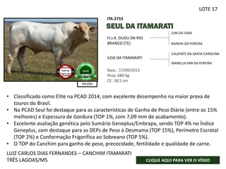 JURI DA ILMA
RAINHA DA PEREIRA
Nasc.: 17/09/2013
Peso: 680 kg
CE: 38,5 cm
H.J.A. DUDU DA RIO
BRANCO (TE)
ILDA DA ITAMARATI
CALAFATE DA SANTA CAROLINA
WANELLA MN DA PEREIRA
ITA-2753
ITA-2753
FOTO SENDO
PROVIDÊNCIADA
ELITE
PCAD-2014
LUIZ CARLOS DIAS FERNANDES – CANCHIM ITAMARATI
TRÊS LAGOAS/MS CLIQUE AQUI PARA VER O VÍDEO
TOP 4%
clique aqui
LOTE 17
• Classificado como Elite na PCAD 2014, com excelente desempenho na maior prova de
touros do Brasil.
• Na PCAD Seul foi destaque para as características de Ganho de Peso Diário (entre os 15%
melhores) e Espessura de Gordura (TOP 1%, com 7,09 mm de acabamento).
• Excelente avaliação genética pelo Sumário Geneplus/Embrapa, sendo TOP 4% no Índice
Geneplus, com destaque para as DEPs de Peso à Desmama (TOP 15%), Perímetro Escrotal
(TOP 2%) e Conformação Frigorífica ao Sobreano (TOP 5%).
• O TOP do Canchim para ganho de peso, precocidade, fertilidade e qualidade de carne.
 
