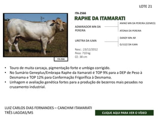 ANINO MN DA PEREIRA (GEMEO)
ATONIA DA PEREIRA
Nasc.: 23/12/2012
Peso: 710 kg
CE: 38 cm
ADMIRADOR MN DA
PEREIRA
URETRA DA ILMA
DANDY MN JM
Q-5122 DA ILMA
ITA-2566
ITA-2566
FOTO SENDO
PROVIDÊNCIADA
LUIZ CARLOS DIAS FERNANDES – CANCHIM ITAMARATI
TRÊS LAGOAS/MS CLIQUE AQUI PARA VER O VÍDEO
LOTE 21
• Touro de muita carcaça, pigmentação forte e umbigo corrigido.
• No Sumário Geneplus/Embrapa Raphe da Itamarati é TOP 9% para a DEP de Peso à
Desmama e TOP 12% para Conformação Frigorífica à Desmama.
• Linhagem e avaliação genética fortes para a produção de bezerros mais pesados no
cruzamento industrial.
 