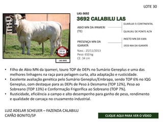 GUARUJA FJ CONTINENTAL
QUIXUXU DE PONTE ALTA
Nasc.: 25/11/2013
Peso: 650 kg
CE: 34 cm
ABIO MN DA IPAMERI
(TE)
PRESENÇA MN DA
IGARATÁ
INSETO MN DA ILMA
1933-MA DA IGARATÁ
LAS-3692
LAS-3692
FOTO SENDO
PROVIDÊNCIADA
LUIZ ADELAR SCHEUER – FAZENDA CALABILU
CAPÃO BONITO/SP CLIQUE AQUI PARA VER O VÍDEO
TOP 6%
clique aqui
LOTE 30
• Filho de Abio MN da Ipameri, touro TOP de DEPs no Sumário Geneplus e uma das
melhores linhagens na raça para pelagem curta, alta adaptação e rusticidade.
• Excelente avaliação genética pelo Sumário Geneplus/Embrapa, sendo TOP 6% no IQG
Geneplus, com destaque para as DEPs de Peso à Desmama (TOP 12%), Peso ao
Sobreano (TOP 13%) e Conformação Frigorífica ao Sobreano (TOP 7%).
• Rusticidade, eficiência a campo e alto desempenho para ganho de peso, rendimento
e qualidade de carcaça no cruzamento industrial.
 