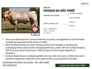 W.3049 DA PEREIRA
020 DA PEREIRA
Nasc.: 13/08/2012
Peso: _1070 kg
CE: 36 cm
RIBAMAR DA PEREIRA
OFITA CALABILU LAS
GATO LS
EFIGE LS
DCS-214
DCS-214
FOTO SENDO
PROVIDÊNCIADA
DOURIVAN CRUVINEL DE SOUZA– FAZ. SÃO TOMÉ
RIO VERDE/GO CLIQUE AQUI PARA VER O VÍDEO
TOP 1%
clique aqui
LOTE 47
• Touro que desempenhou carreira brilhante nas pistas, consagrando-se como Grande
Campão da Exposição de Rio Verde em 2015.
• Além do desempenho em pista, Choque da São Tomé também é destaque de
avaliação genética pelo Sumário Geneplus/Embrapa, sendo TOP 1% no IQG Geneplus,
TOP 0,1% para Peso à Desmama e TOP 0,1% para Conformação frigorífica à
Desmama.
• Caracterização Racial e avaliação genética do mais alto nível que o credenciam como
excelente opção para rebanhos puros, garantindo o avanço genético da Raça.
 