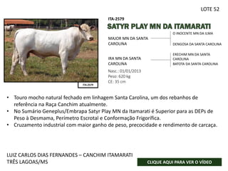 O INOCENTE MN DA ILMA
DENGOSA DA SANTA CAROLINA
Nasc.: 01/01/2013
Peso: 620 kg
CE: 35 cm
MAJOR MN DA SANTA
CAROLINA
IRA MN DA SANTA
CAROLINA
ERECHIM MN DA SANTA
CAROLINA
BATOTA DA SANTA CAROLINA
ITA-2579
ITA-2579
FOTO SENDO
PROVIDÊNCIADA
LUIZ CARLOS DIAS FERNANDES – CANCHIM ITAMARATI
TRÊS LAGOAS/MS CLIQUE AQUI PARA VER O VÍDEO
LOTE 52
• Touro mocho natural fechado em linhagem Santa Carolina, um dos rebanhos de
referência na Raça Canchim atualmente.
• No Sumário Geneplus/Embrapa Satyr Play MN da Itamarati é Superior para as DEPs de
Peso à Desmama, Perímetro Escrotal e Conformação Frigorífica.
• Cruzamento industrial com maior ganho de peso, precocidade e rendimento de carcaça.
 
