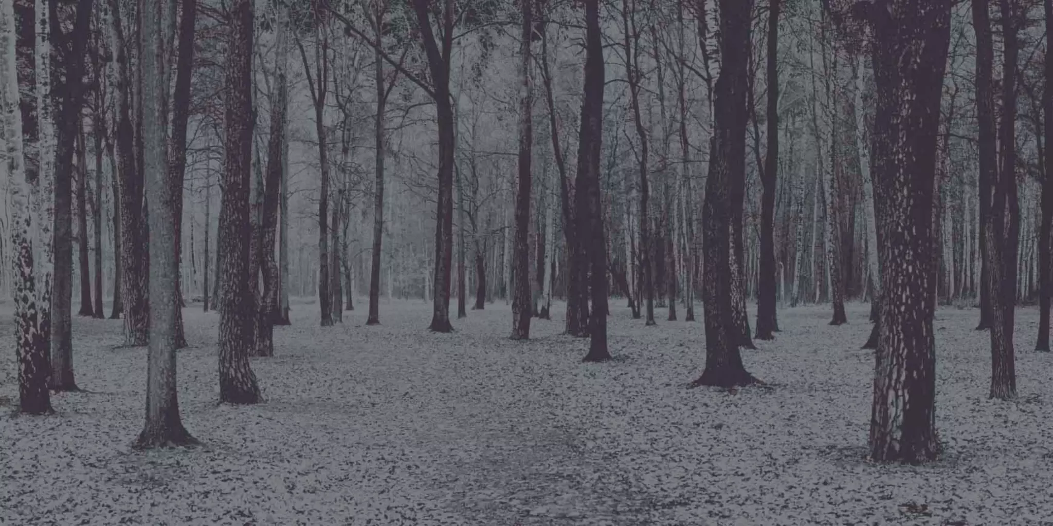 Catálogo Marty Madrid Forest