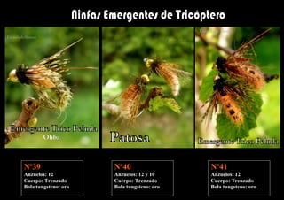 Nº39                  Nº40                  Nº41
Anzuelos: 12          Anzuelos: 12 y 10     Anzuelos: 12
Cuerpo: Trenzado      Cuerpo: Trenzado      Cuerpo: Trenzado
Bola tungsteno: oro   Bola tungsteno: oro   Bola tungsteno: oro
 