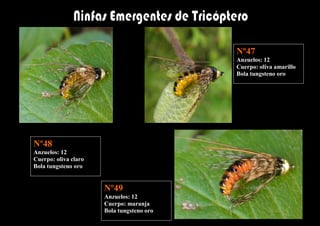 Nº47
                                           Anzuelos: 12
                                           Cuerpo: oliva amarillo
                                           Bola tungsteno oro




Nº48
Anzuelos: 12
Cuerpo: oliva claro
Bola tungsteno oro


                      Nº49
                      Anzuelos: 12
                      Cuerpo: maranja
                      Bola tungsteno oro
 