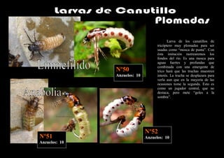 Larva de los canutillos de
                                    tricóptero muy plomadas para ser
                                    usadas como “mosca de punta”. Con
                                    ésta imitación rastrearemos los
                                    fondos del río. Es una mosca para
                                    aguas fuertes y profundas que
                                    combinada con una emergente de
               Nº50                 trico hará que las truchas muestren
               Anzuelos: 10         interés. La trucha se desplazara para
                                    verla aun que en la mayoría de las
                                    ocasiones tome la segunda. Esto es
                                    como un jugador central, que no
                                    destaca, pero mete “goles a la
                                    sombra”.




                              Nº52
Nº51                          Anzuelos: 10
Anzuelos: 10
 