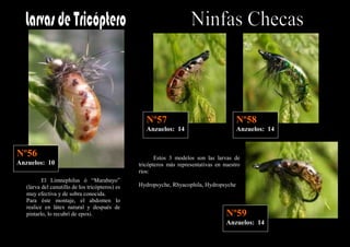 Nº57                                 Nº58
                                                    Anzuelos: 14                         Anzuelos: 14


Nº56                                                    Estos 3 modelos son las larvas de
Anzuelos: 10                                     tricópteros más representativas en nuestro
                                                 ríos:
          El Limnephilus ó “Marabayo”
   (larva del canutillo de los tricópteros) es   Hydropsyche, Rhyacophila, Hydropsyche
   muy efectiva y de sobra conocida.
   Para éste montaje, el abdomen lo
   realice en látex natural y después de
   pintarlo, lo recubrí de epoxi.                                                    Nº59
                                                                                     Anzuelos: 14
 