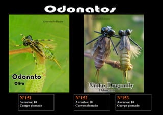 Nº151            Nº152            Nº153
Anzuelos: 10     Anzuelos: 10     Anzuelos: 10
Cuerpo plomado   Cuerpo plomado   Cuerpo plomado
 