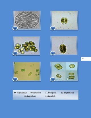 11
49. Coscinodiscus 50. Cosmarium 51. Crucigenia 52. Cryptomonas
53. Cyanothece 54. Cyclotella
54
49
51 52
50
53
 