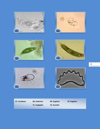 14
67. Euchlanis 68. Eudorina 69. Euglena 70. Euglena
71. Euglypha 72. Eunotia
72
6867
7069
71
 
