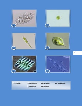 15
73. Euplotes 74. Eustigmatos 75. Eutreptia 76. Eutreptiella
77. Fragilaria 78. Frustulia
78
73 74
7675
77
 
