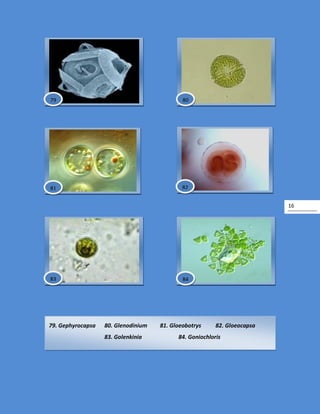 16
79. Gephyrocapsa 80. Glenodinium 81. Gloeobotrys 82. Gloeocapsa
83. Golenkinia 84. Goniochloris
84
80
81
79
82
83
 