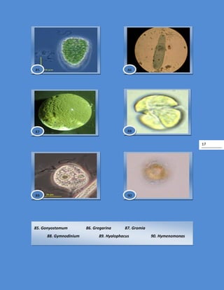 17
85. Gonyostomum 86. Gregarina 87. Gromia
88. Gymnodinium 89. Hyalophacus 90. Hymenomonas
90
8685
8887
89
 