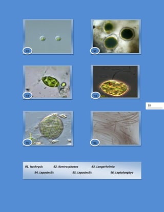 18
91. Isochrysis 92. Kentrosphaera 93. Langerheimia
94. Lepocinclis 95. Lepocinclis 96. Leptolyngbya
96
9291
93 94
95
 