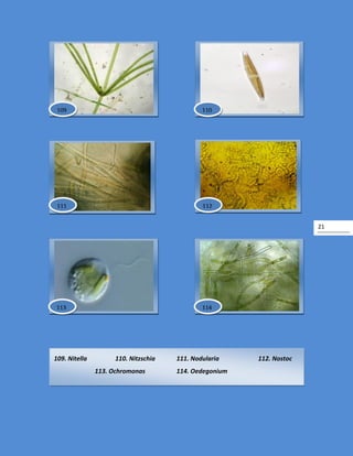 21
109. Nitella 110. Nitzschia 111. Nodularia 112. Nostoc
113. Ochromonas 114. Oedegonium
112
114113
111
110109
 