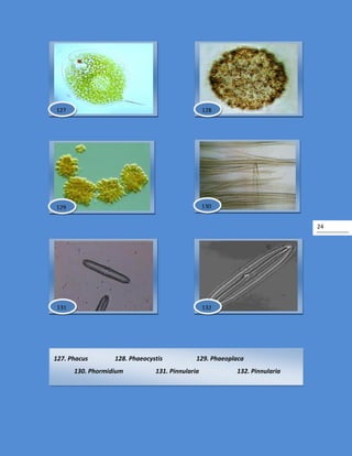 24
127. Phacus 128. Phaeocystis 129. Phaeoplaca
130. Phormidium 131. Pinnularia 132. Pinnularia
130
128127
132131
129
 