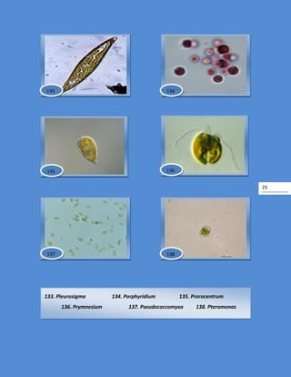 25
133. Pleurosigma 134. Porphyridium 135. Prorocentrum
136. Prymnesium 137. Pseudococcomyxa 138. Pteromonas
138
133 134
135 136
137
 