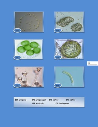 31
169. Uroglena 170. Uroglenopsis 171. Volvox 172. Volvox
173. Vorticella 174. Xanthonema
172
174173
171
170169
 