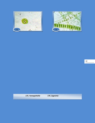 32
175. Yamagishiella 176. Zygnema
176175
 