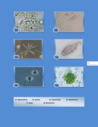 5
13. Aphanotheca 14. Astasia 15. Asterionella 16. Blepharisma
17. Bodo 18. Botrychloris
13
18
14
15
17
16
 