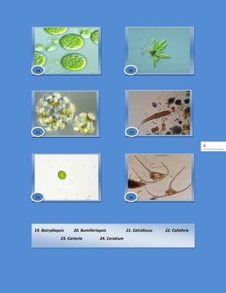 6
19. Botrydiopsis 20. Bumilleriopsis 21. Calcidiscus 22. Calothrix
23. Carteria 24. Ceratium
24
19 20
2221
23
 