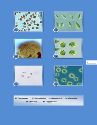 8
31. Chloromonas 32. Chlorothecium 33. Chondrocystis 34. Chromulina
35. Chrooccus 36. Chrysamoeba
36
33
31
34
32
35
 