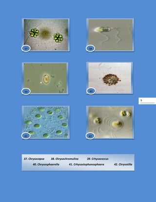 9
37. Chrysocapsa 38. Chrysochromulina 39. Crhysococcus
40. Chrysosphaerella 41. Crhysostephanosphaera 42. Chrysotilla
42
37 38
39 40
41
 