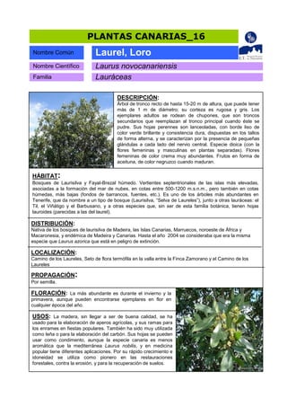 Catálogo de Plantas Canarias