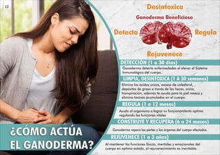 DETECCIÓN (1 a 30 días)
LIMPIA, DESINTOXICA (1 A 30 semanas)
REGULA (1 a 12 meses)
CONSTRUYE Y RECUPERA (6 a 24 meses)
REJUVENECE (1 a 3 años)
Desintoxica
Rejuvenece
Detecta Regula
Ganoderma Beneficioso
Ganoderma Beneficioso
Ganoderma Beneficioso
¿CÓMO ACTÚA
EL GANODERMA?
Ganoderma detecta enfermedades al elevar el Sistema
Inmunológico del cuerpo.
Elimina los ácidos úricos, exceso de colesterol,
depósitos de grasa a través de las heces, orina,
transpiración, además te ayuda para la piel reseca y
elimina toxinas acumulados en el cuerpo.
Ayuda al organismo a lograr su funcionamiento optimo
regulando las funciones vitales
Ganoderma repara las partes y los órganos del cuerpo afectados.
Al mantener las funciones físicas, mentales y emocionales del
cuerpo en optimo estado, el rejuvenecimiento es inevitable.
12
 